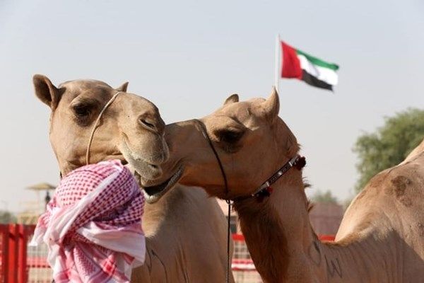 برعاية رئيس الدولة.. مهرجان الظفرة ينطلق بسويحان غداً