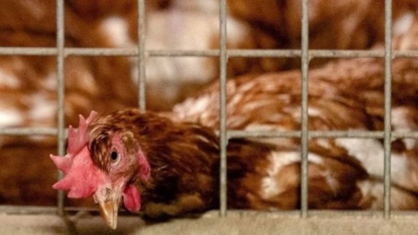 إغلاق حديقة حيوانات.. رصد إنفلونزا الطيور بمقدونيا الشمالية