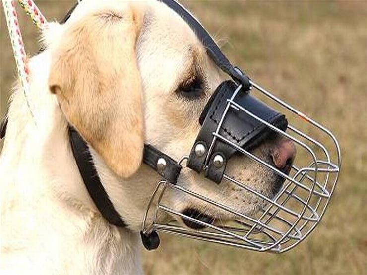 طلب إحاطة بشأن تأخر صدور لائحة قانون حيازة الكلاب