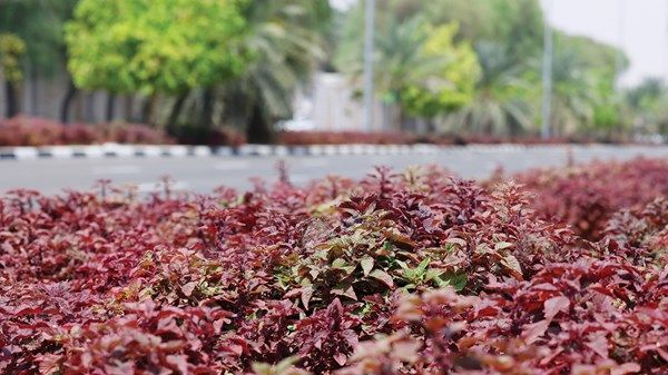 العين تتجمل بـ 6 ملايين زهرة