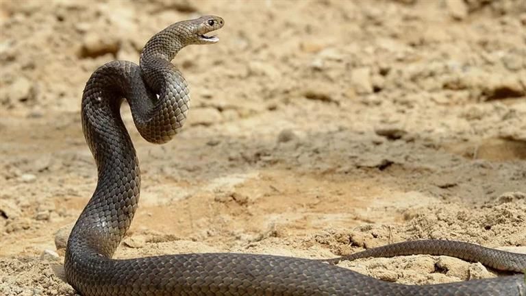 عمل للثعبان إنعاش قلبي.. فيديو لرجل يقوم بأمر غير متوقع