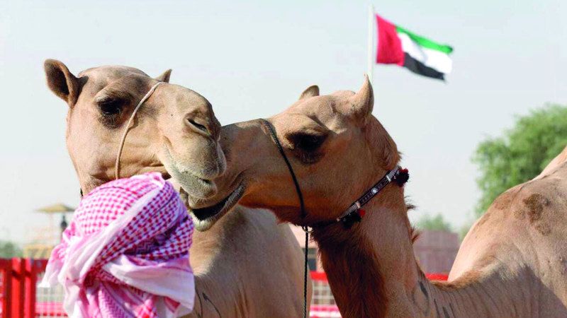 الامارات | مزاينات مهرجان الظفرة تنطلق اليوم من «سويحان»