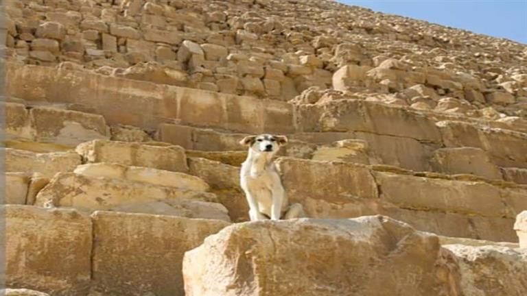 بعد كلب الهرم.. حارس الجبانة "بوكا" هل يعيد رحلة تعود عليها في مصر القديمة؟ خبير آثار يجيب