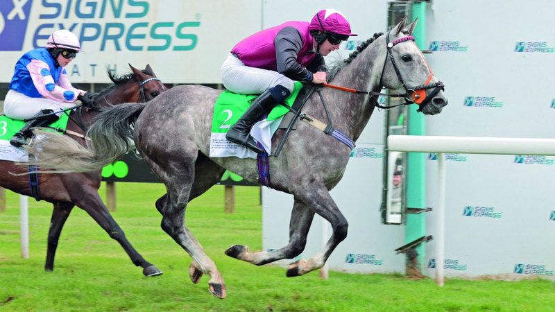 الامارات | 5 خيول تتنافس على لقب كأس الوثبة اليوم