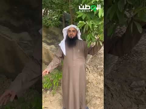 4000 شجرة سفرجل مثمرة ومزارعو العارضة يطالبون بمهرجان سنوي