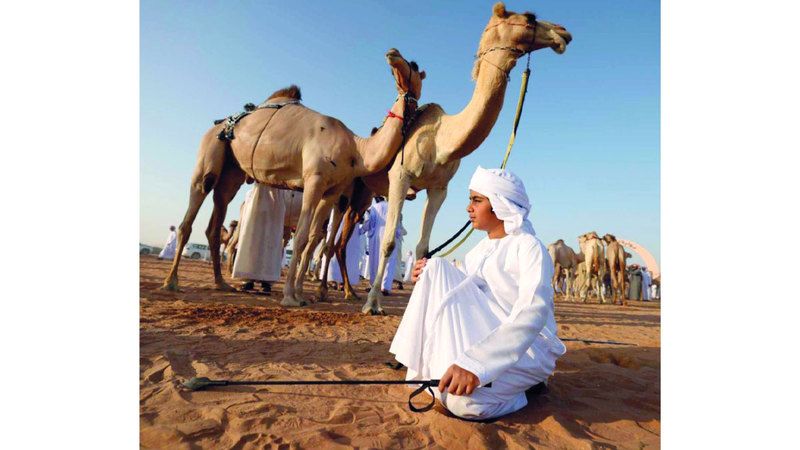 الامارات | الحداء..  الإبل تفرح بنبرة صاحبها
