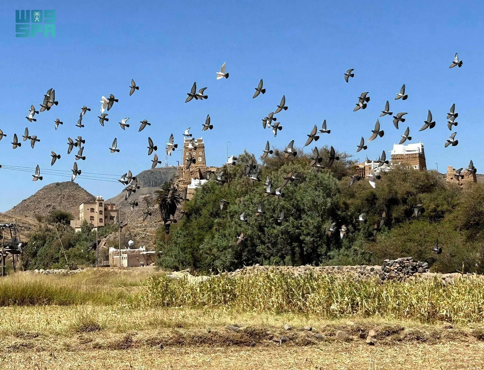 السعودية | أكلات موسم حصاد الذرة بعسير تستهوي الأهالي والسياح