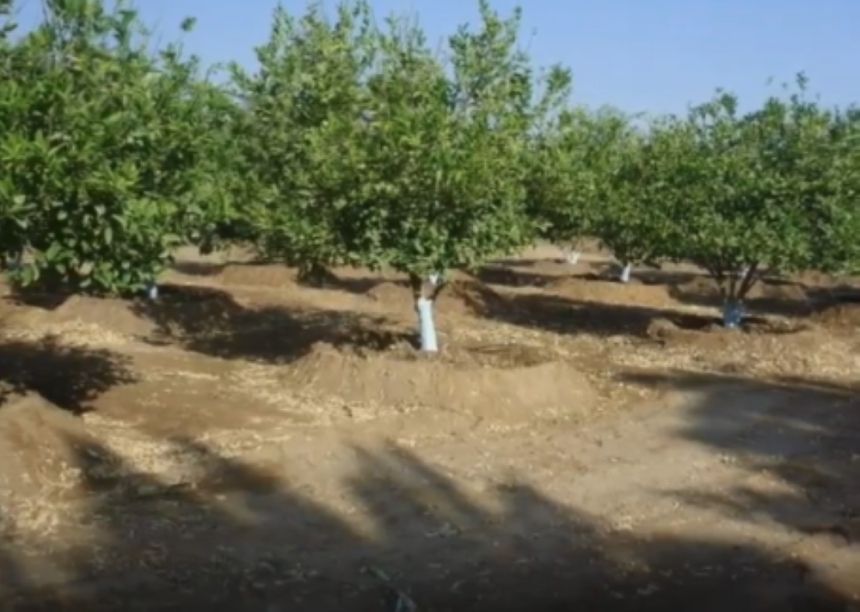 "الإرشاد الزراعي" يؤكد أهمية الالتزام بمسافات الزراعة المناسبة لأشجار الحمضيات