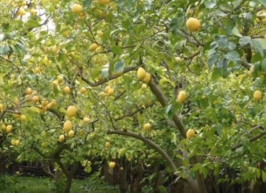 "الإرشاد الزراعي" يؤكد أهمية الالتزام بمسافات الزراعة المناسبة لأشجار الحمضيات