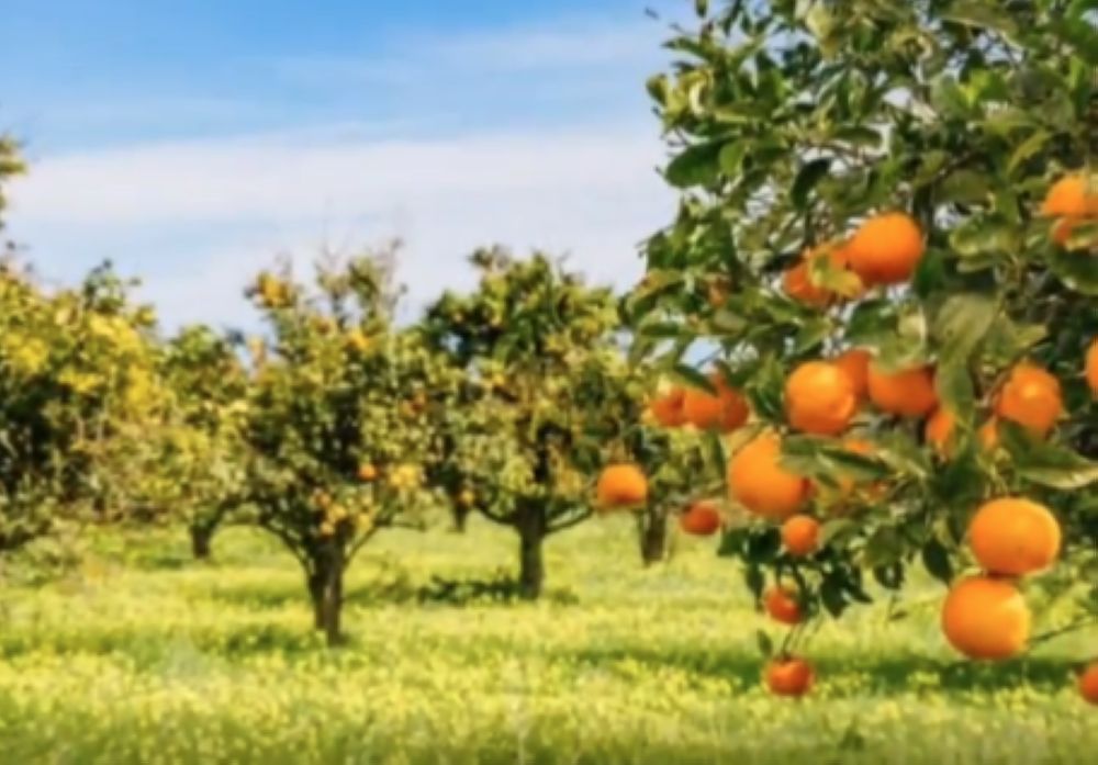 "الإرشاد الزراعي" يؤكد أهمية الالتزام بمسافات الزراعة المناسبة لأشجار الحمضيات