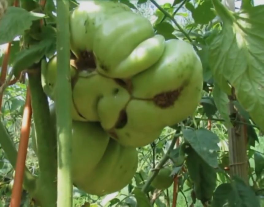 "الزراعة": تقليل ظاهرة وجه القط في الطماطم إلى 5% بهذه الطريقة