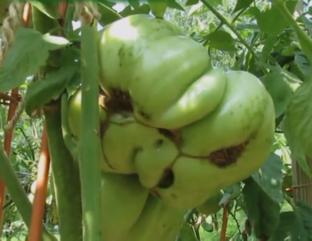 "الزراعة": تقليل ظاهرة وجه القط في الطماطم إلى 5% بهذه الطريقة