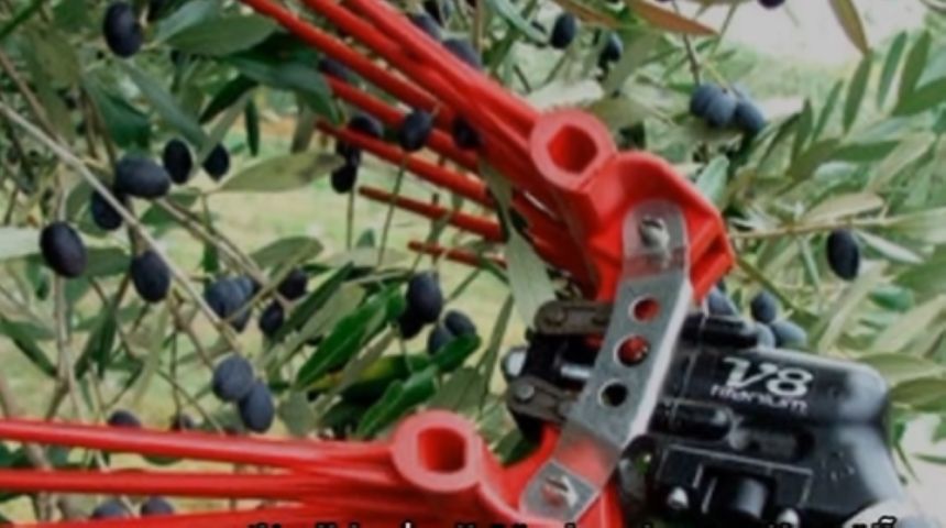 الزراعة: تقنيات حديثة لقطاف الزيتون تعزز الإنتاجية وكفاءة العاملين