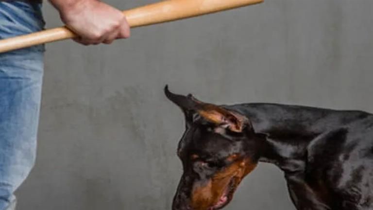 عاملان يتعديان بوحشية على الكلاب في الإسكندرية.. وتحرك عاجل من الأمن