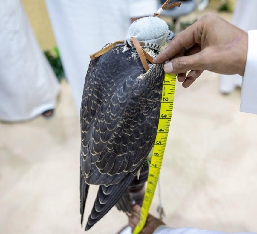 الليلة العاشرة.. بيع صقرين بأكثر من 300 ألف ريال في المزاد السعودي