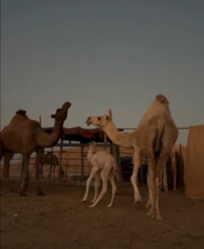 "البيئة" تؤكد أهمية الترقيم الإلكتروني للإبل في تعزيز جودة السلالات والإنتاجية