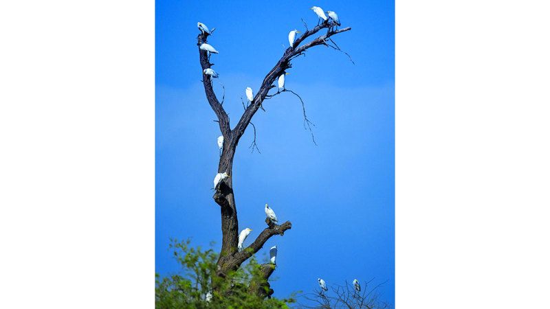 الامارات | استراحة طير في محمية المرموم