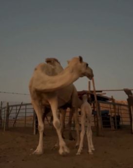 "البيئة" تؤكد أهمية الترقيم الإلكتروني للإبل في تعزيز جودة السلالات والإنتاجية