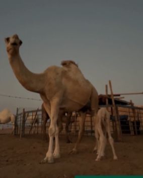 "البيئة" تؤكد أهمية الترقيم الإلكتروني للإبل في تعزيز جودة السلالات والإنتاجية