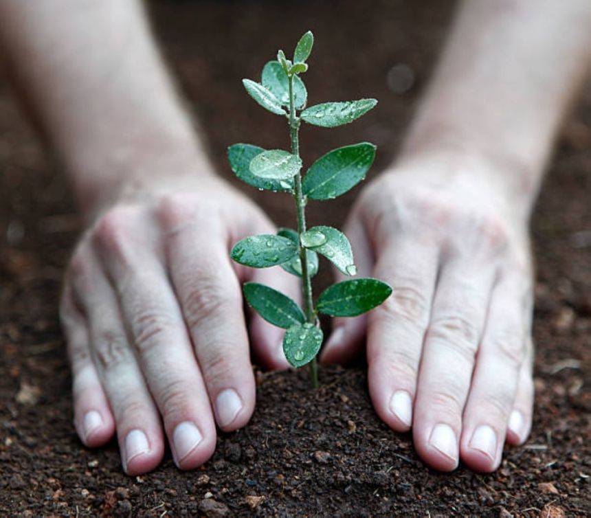 نحو سعودية خضراء.. انطلاق موسم التشجير الوطني 2024