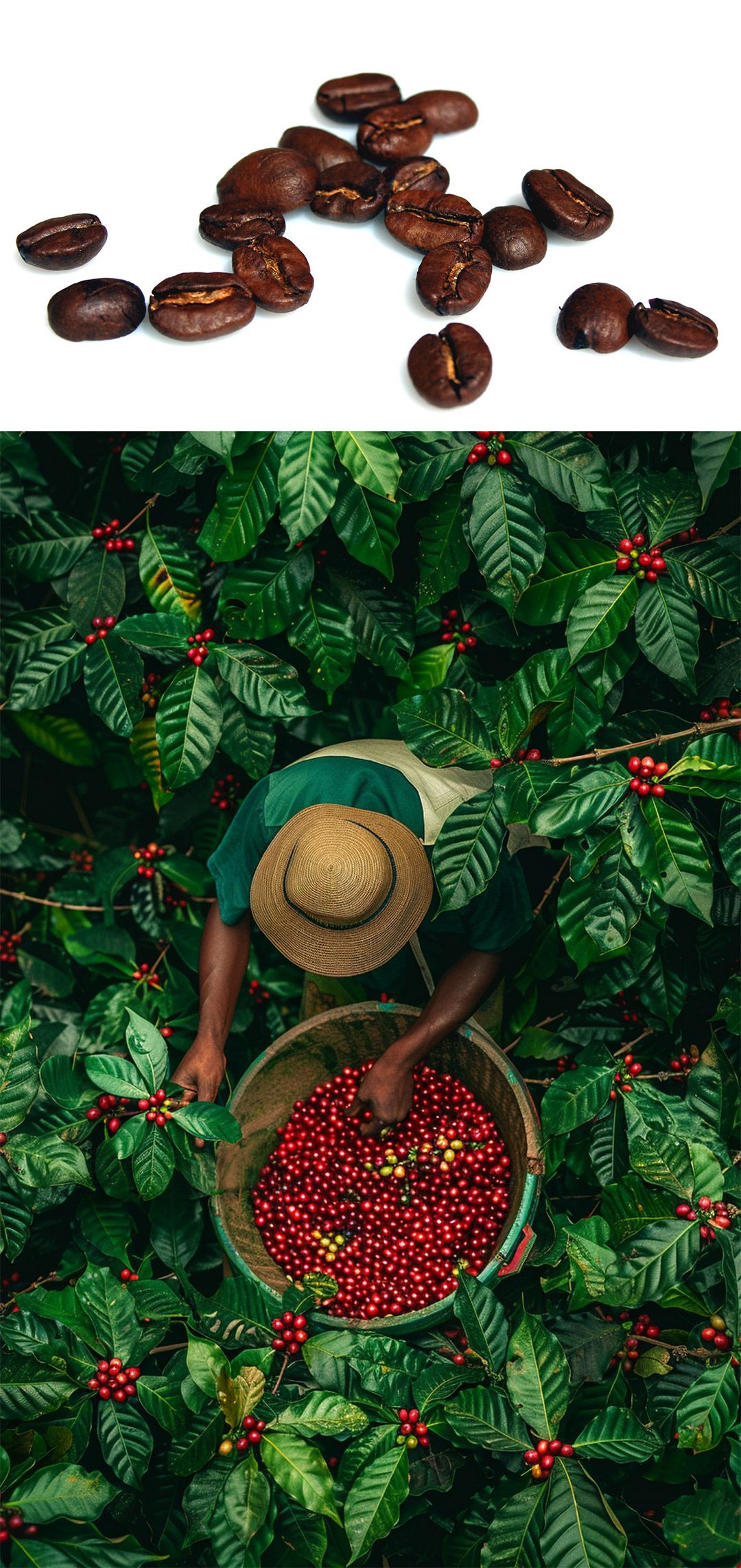 القهوة لتوهج نضر.. نوتاتُ دافئةُ للمسة جمالية مميزة