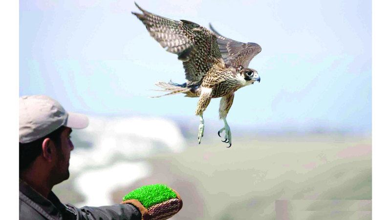 الامارات | أحمد بن محمد: دعم حمدان بن محمد لرياضة سباقات الصقور أثرى مسيرتها محلياً ودولياً