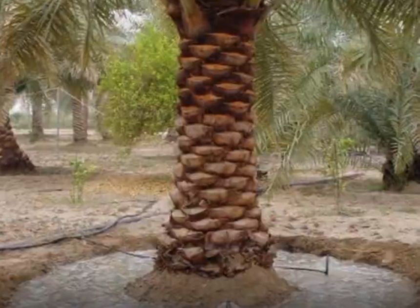 "الزراعة" توصي بري المحاصيل بعد الأمطار للحفاظ على صحة النباتات