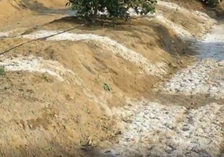 "الزراعة" توصي بري المحاصيل بعد الأمطار للحفاظ على صحة النباتات