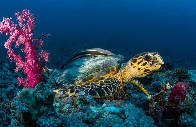 السعودية تكشف عن أكبر موقع تعشيش للسلاحف البحرية بالبحر الأحمر