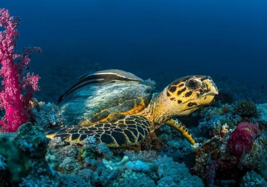 أكاديميون: السلاحف تحافظ على التوازن البيئي.. و5 أنواع تعيش في شواطئ المملكة