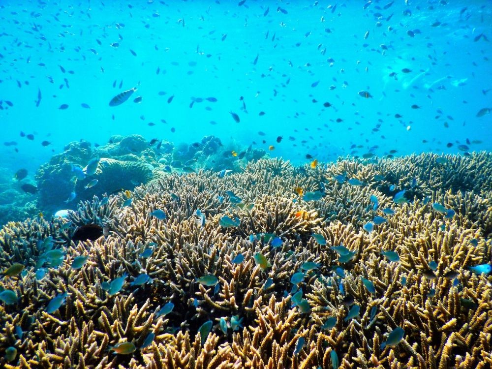 البيئة لـ ”اليوم“: شعب مرجانية صناعية بشواطئ الشرقية لتنمية البيئة البحرية