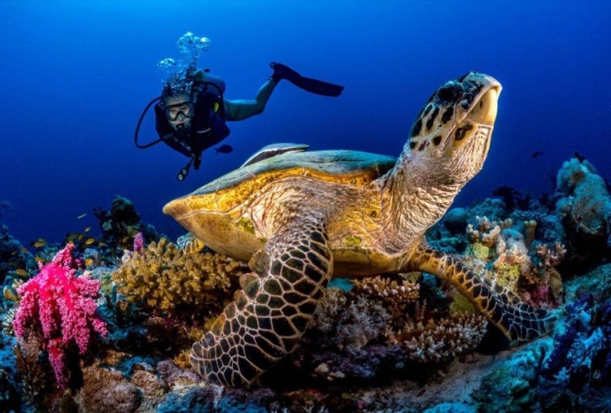 البيئة لـ ”اليوم“: شعب مرجانية صناعية بشواطئ الشرقية لتنمية البيئة البحرية