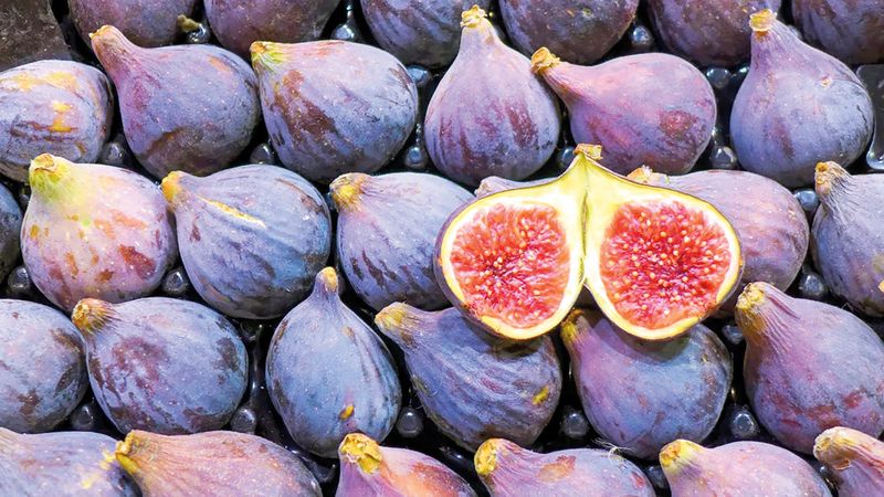 الامارات | فوائد وأضرار التين