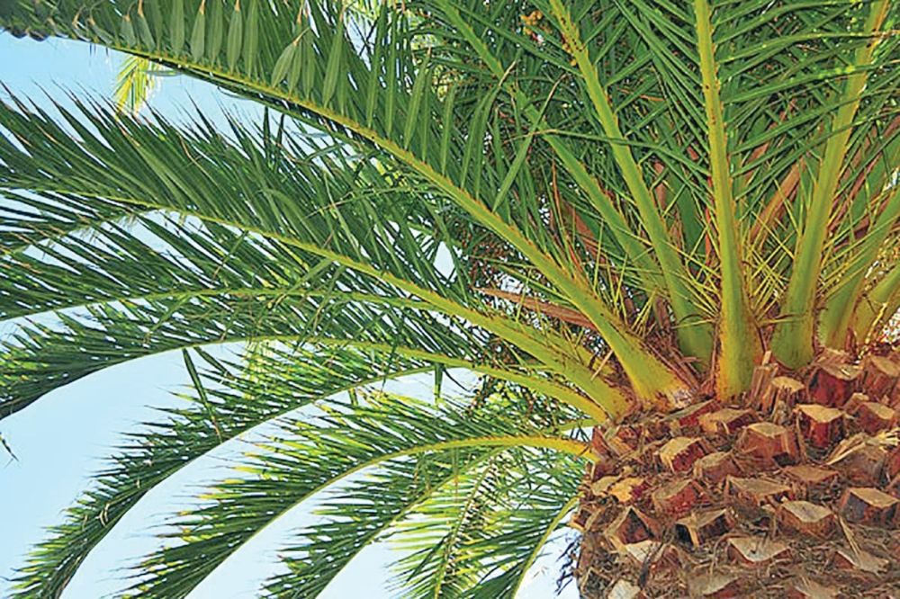 "الزراعة" تنفي إمكانية إنتاج فسائل مطابقة للنخلة الأم باستخدام حاجز حول الجذع