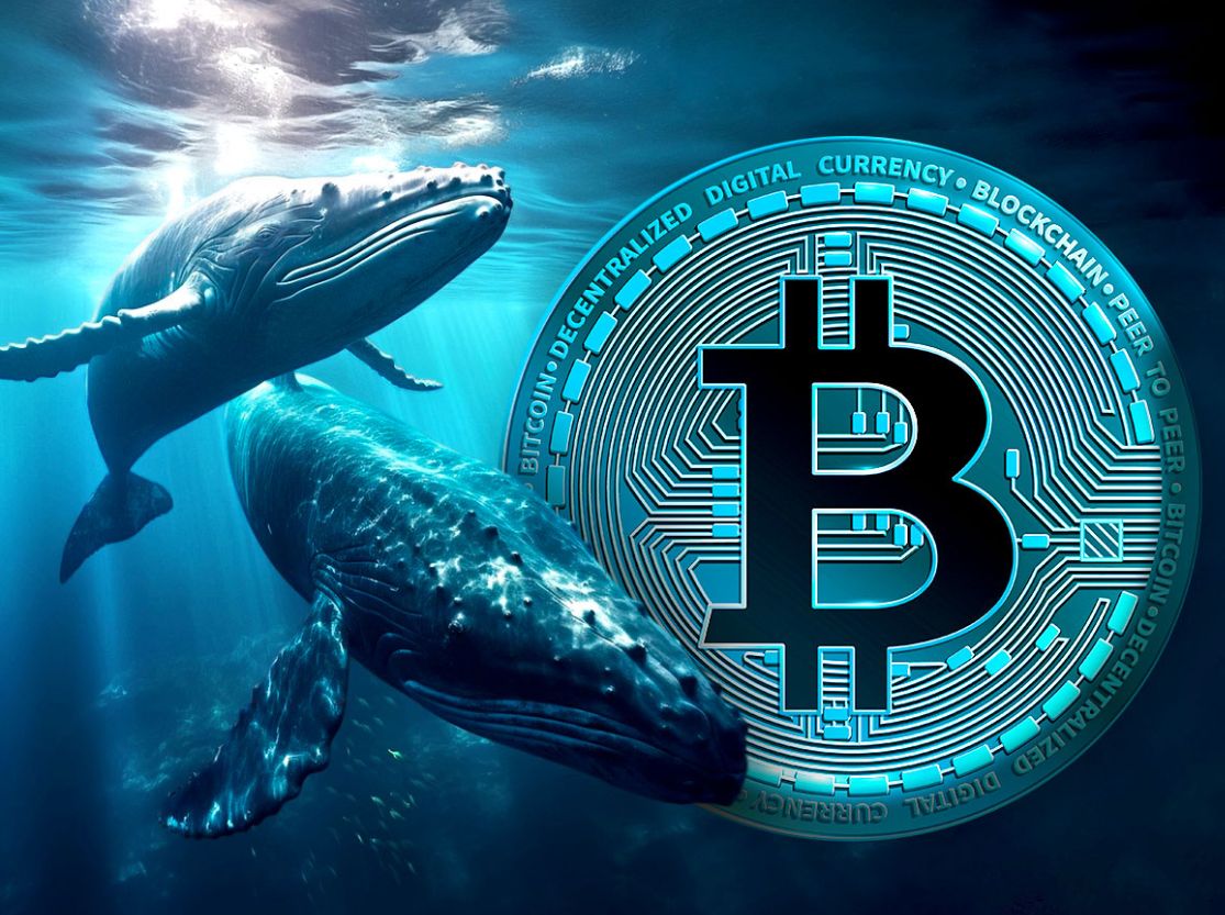 بعد فوز “ترامب”: الحيتان تسحب كميات معتبرة من البيتكوين من منصة بينانس