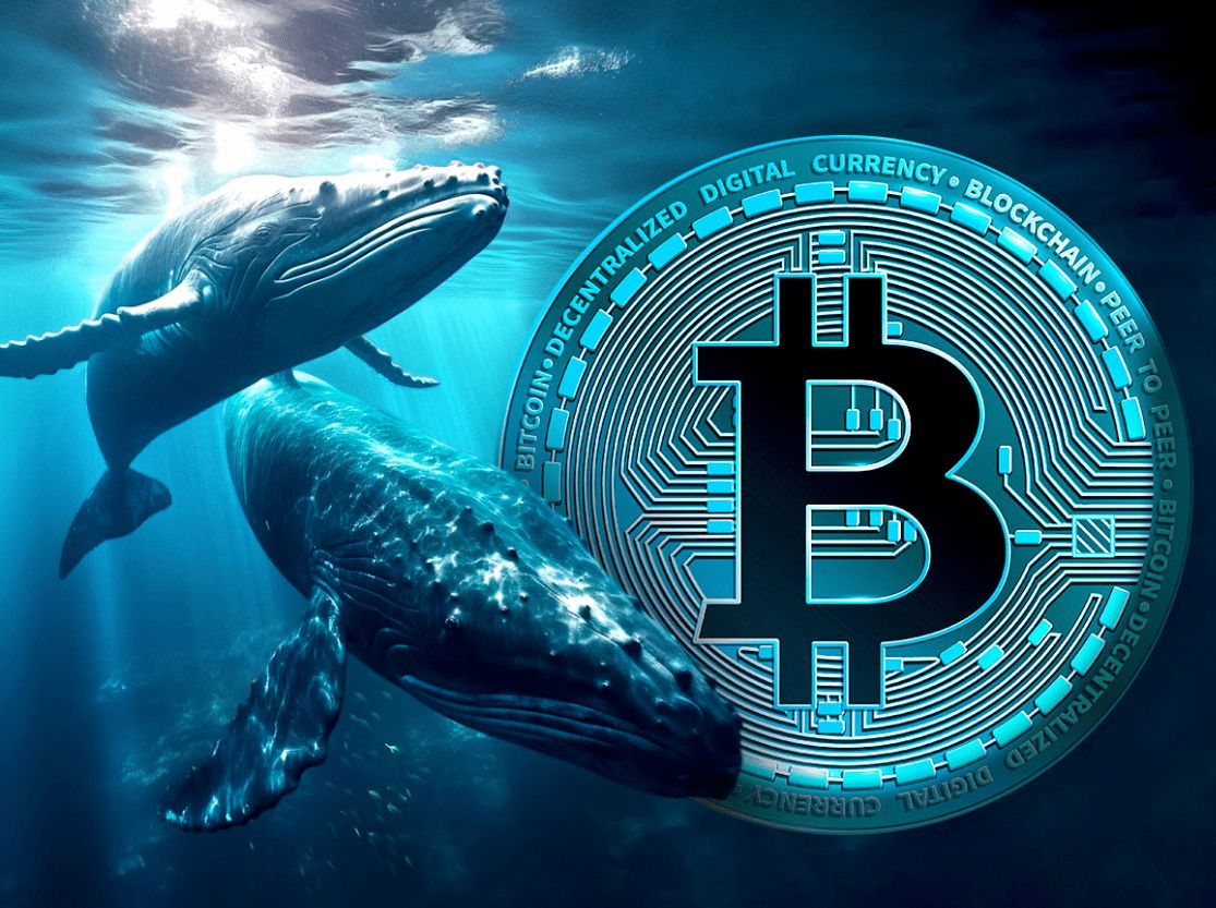 بعد فوز “ترامب”: الحيتان تسحب كميات معتبرة من البيتكوين من منصة بينانس