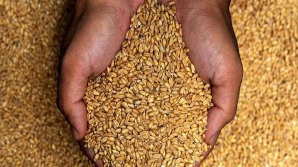 صرف 363 مليون ريال مستحقات الدفعة الخامسة لمزارعي القمح المحلي