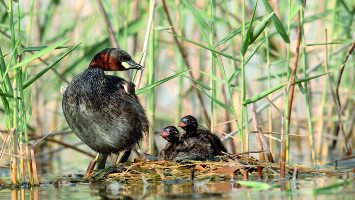 الامارات | إماراتية تحقق إنجازاً متكاملاً  في جائزة حمدان بن محمد للتصوير