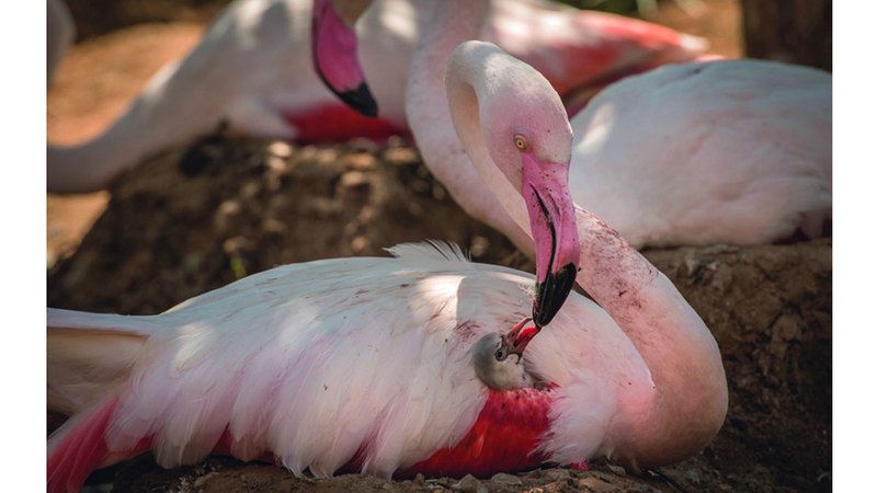 الامارات | إماراتية تحقق إنجازاً متكاملاً  في جائزة حمدان بن محمد للتصوير