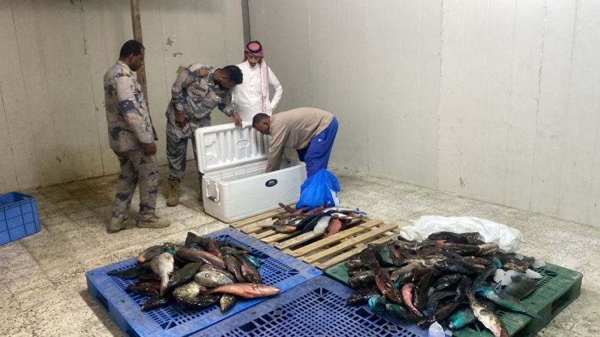 ضبط مخالفين لنظام الصيد البحري ومصادرة 100 كلجم من الأسماك بمكة