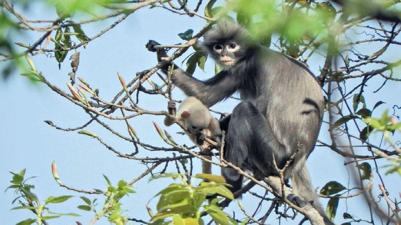 الامارات | حبس سكان قرية في منازلهم بعد هروب 43 قرداً