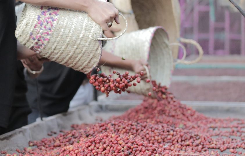 مزارعو البُن اليمني يشكون من احتجاز مليشيا الحوثي لمنتجاتهم في جمارك ذمار