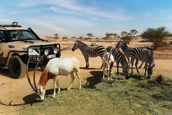 حديقة الحيوانات في العين.. وجهة بيئية وترفيهية وتعليمية فريدة