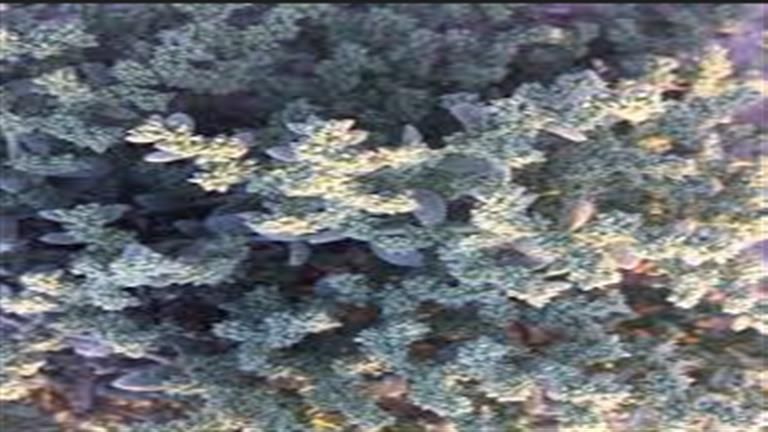 استخدمه النبي أيوب.. 10 معلومات عن نبات الغبيرة - لن تتوقع ما يفعله بجسمك