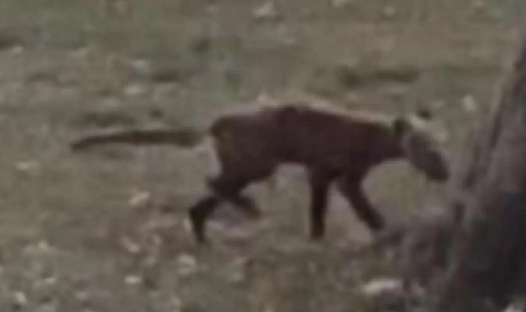 الامارات | مخلوق غامض يبث الرعب في حديقة.. فيديو