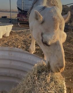 "الزراعة": الاهتمام بنظافة معالف ومشارب الإبل يحميها من الأمراض