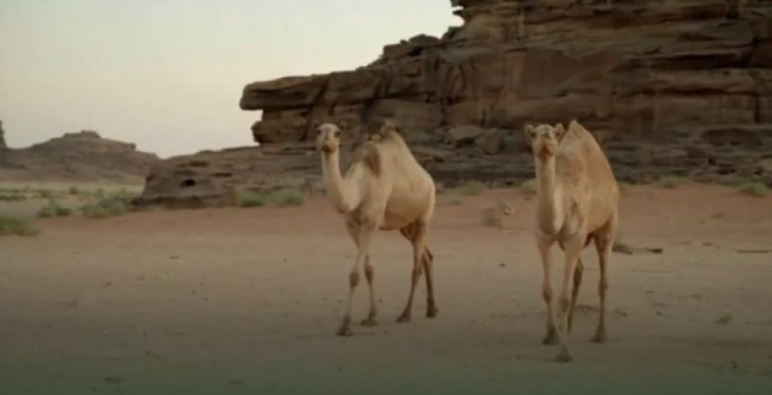 تقديم تغذية متوازنة والاهتمام بالراحة.. توصيات "الزراعة" لضمان استدامة إنتاجية الإبل