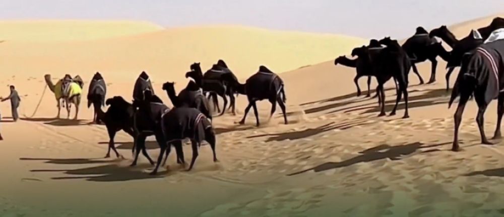 تقديم تغذية متوازنة والاهتمام بالراحة.. توصيات "الزراعة" لضمان استدامة إنتاجية الإبل