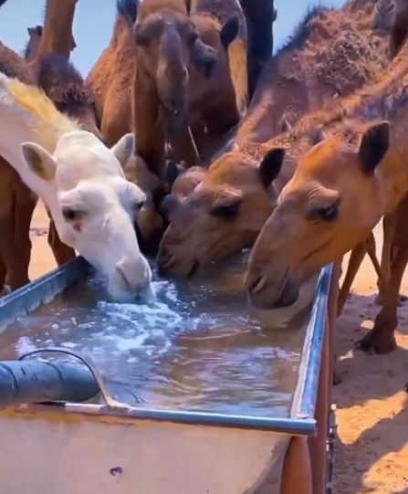 " الزراعة"  تدعو مربي الإبل للوقاية من أمراض فصل الخريف