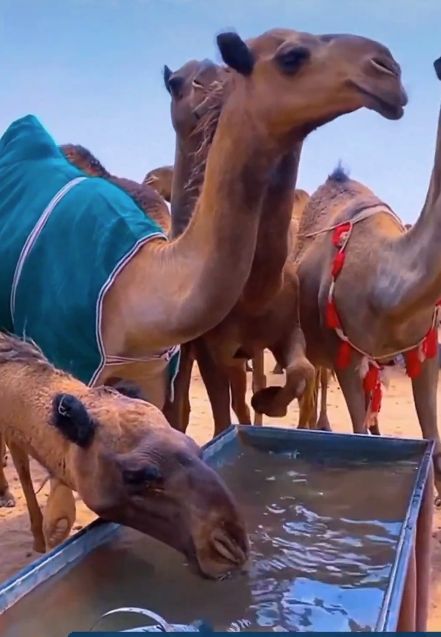 " الزراعة"  تدعو مربي الإبل للوقاية من أمراض فصل الخريف